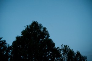 20100714_arbres_dans_le_vent